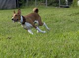 Basenji www.Dogobundi.de(1047)